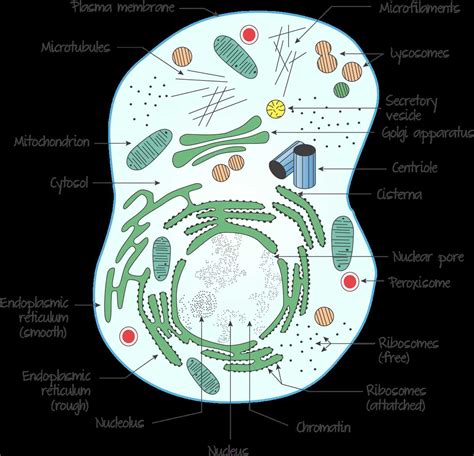 Image result for Cell Phone Structures Grade 7