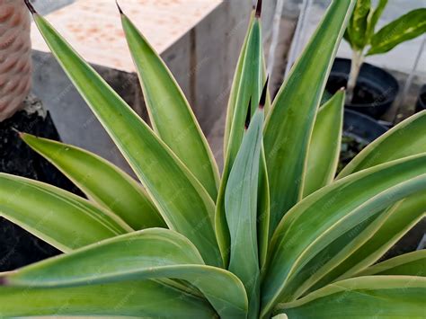 Premium Photo | Agave americana some of its common names include maguey ...