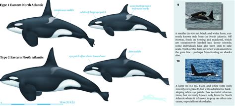 Image result for Dolphin Partner Optimization Algorithm