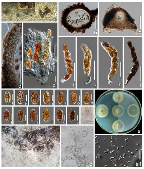 Diversity of Ascomycota in Jilin: Introducing Novel Woody Litter Taxa ...