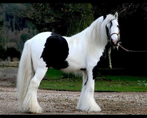 Gypsy Vanner Horse Background Wallpaper 19326 - Baltana