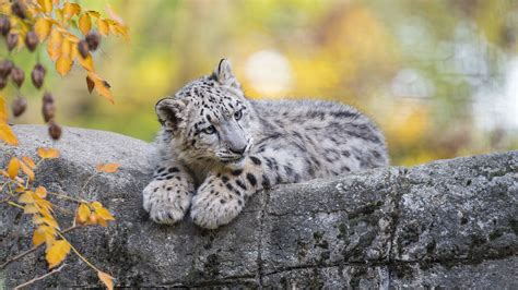Snow Leopard Cubs Wallpaper