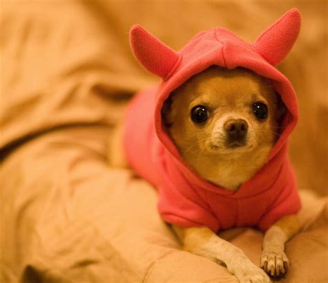 Funny Chihuahua Dogs | Amazing Latest Pictures | Funny And Cute Animals