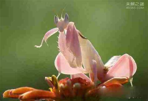 兰花螳螂Orchid Mantis 世界上最美的螳螂Hymenopus coronatus - YouTube