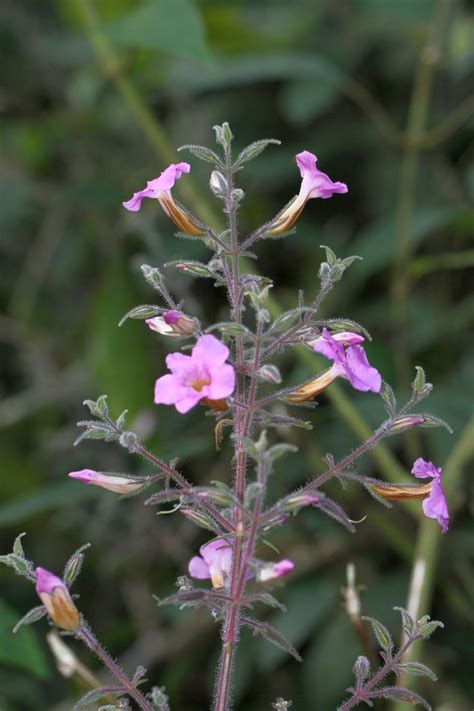 Strobilanthes amabilis