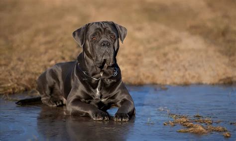 Cane Corso Cost 的图像结果