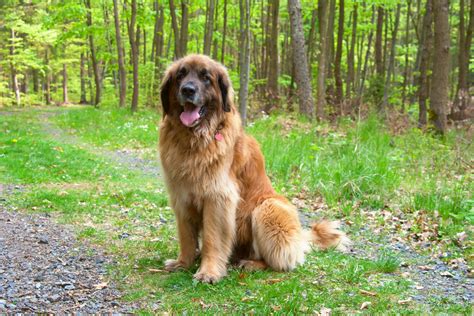 Large Brown Fluffy Dog Breeds at Lorelei Rios blog