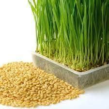 Wheat grass seeds for planting,High germination rate (4000 seeds ...