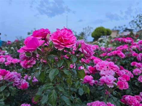 A pink rose bush with a blue sky in the background | Premium Photo