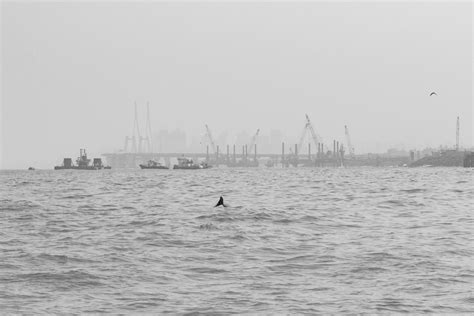 Cetaceans of Mumbai | ALMC