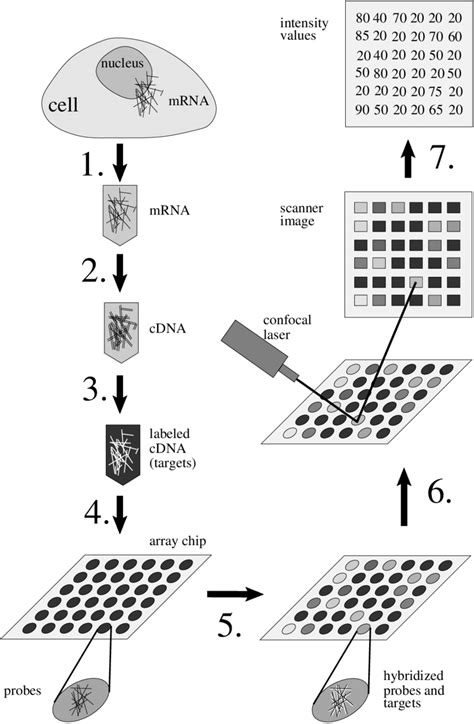 Microarray Method 的图像结果