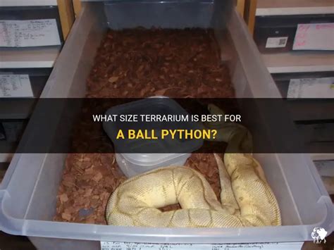 Image result for Ball Python Maximum Size