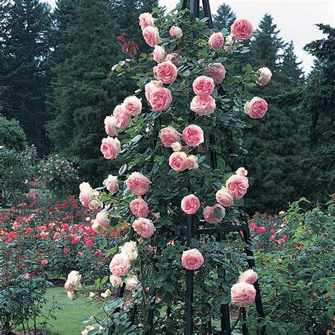 Climbing Rose Variety at Timothy Bottom blog