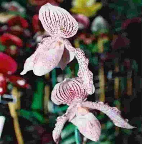 Paphiopedilium Satin Doll (St. Swithin X barbatulum) – EXOTICA ORCHIDS