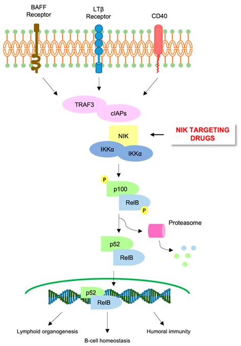 NF-κB: A Druggable Target in Acute Myeloid Leukemia