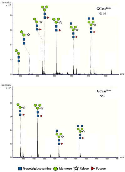 The Production of Human ?-Glucocerebrosidase in Nicotiana benthamiana ...