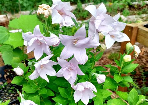 Balloon Flower Pink - 'Astra Semi-double' - Platycodon – Upper Place ...