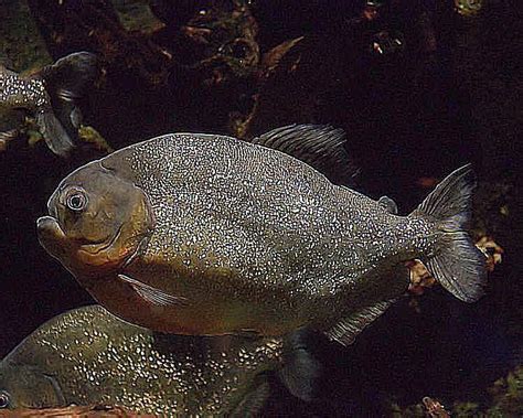 Image result for Fish Stink Meme