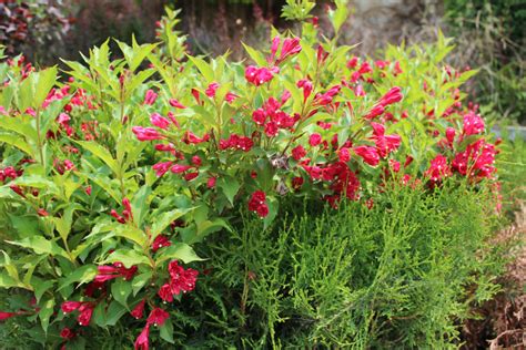 红王子锦带小苗庭院盆栽花卉色块地被植物红王子锦带花苗-阿里巴巴