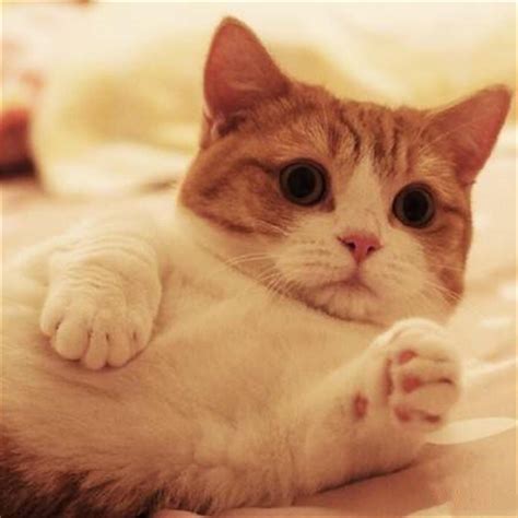 猫界的“萌神”：曼基康猫，养小短腿是一种怎样的体验？ - 知乎