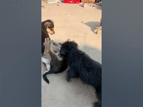 The puppy 🐶 ran to break up the fight, but was beaten by the other two ...
