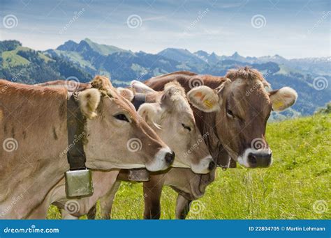 Brown swiss cows stock image. Image of environment, animal - 22804705