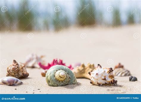 Image result for Colorful Sea Shells On Beach