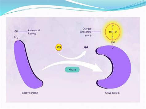 Post-Translational DNA Modification 的图像结果