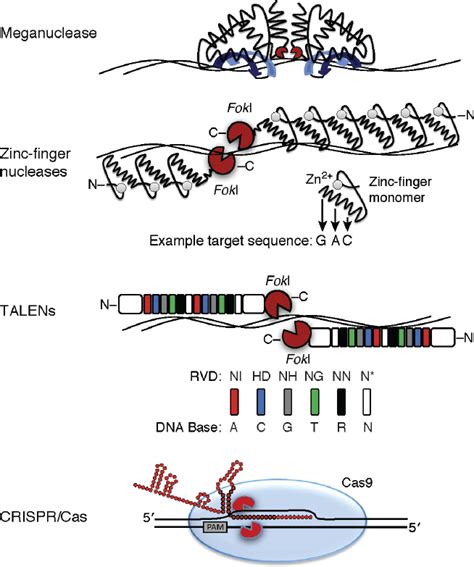 Genetic Engineering Process 的图像结果