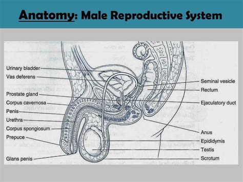 Image result for Male Reproductive System Components