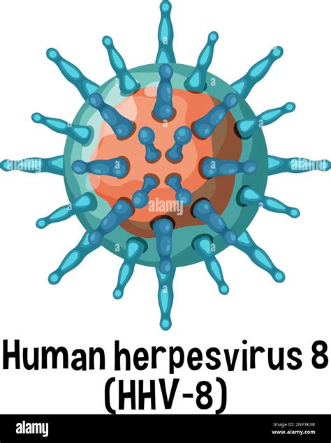 Human herpesvirus 8 (HHV 8) with text illustration Stock Vector Image ...