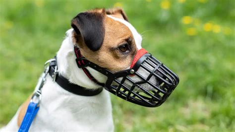 Decoding the muzzle puzzle: All you need to know before putting a ...