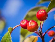 Image result for 柰 Malus prunifolia