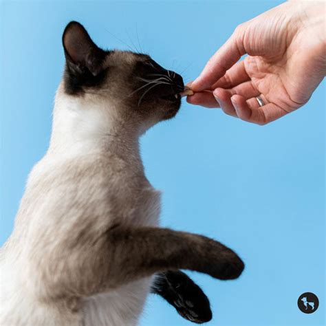 Taurine for Cats: Why This Essential Nutrient Is a Lifesaver