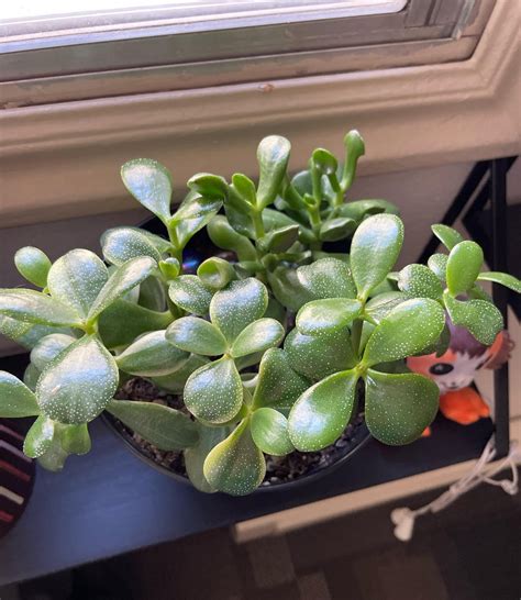 Question: what is it called when two plants basically interbreed? : r/succulents