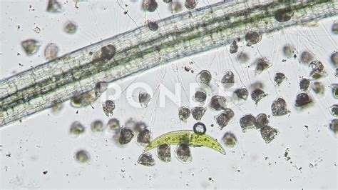 Algae Under Microscope 40x