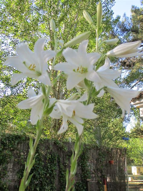 La Mar de VeRde: POLIANTHES TUBEROSA O VARA DE SAN JOSE
