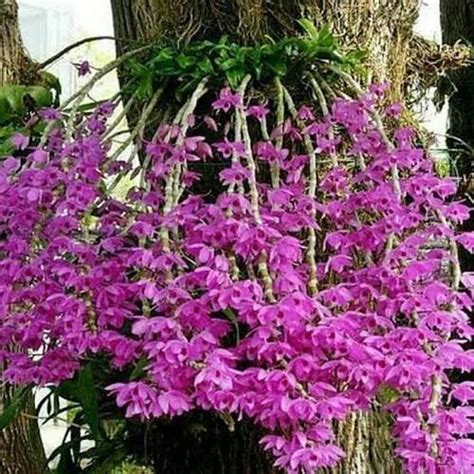 Jual Anggrek Dendrobium Anusmom Gigantea - XL - Kab. Kediri - Kolam ...