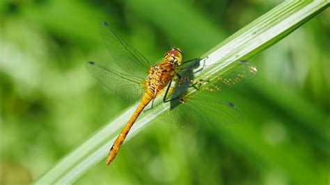 Identify Red Dragonfly Common Darter British Dragonfly Society