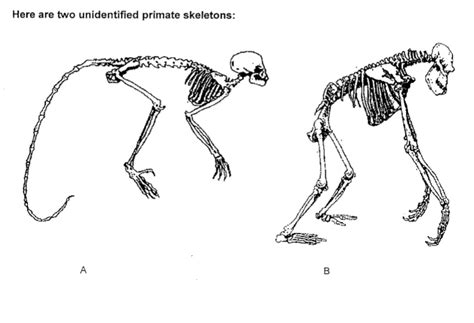Image result for Locomotor Patterns in Primates