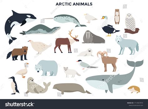 Arctic Ocean Animals List