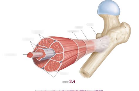 Image result for Skeletal Muscle Flow Chart