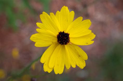 20 Florida Native Plants That Thrive in the State’s Heat and Humidity