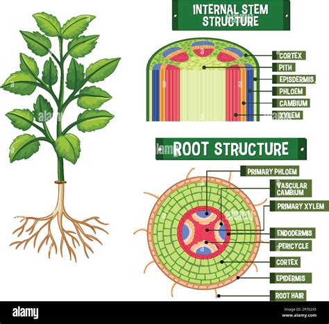 Labelled Plant Diagram Saps at Lorelei Rios blog