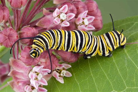 10 Notable Facts About Monarch Butterflies - A-Z Animals