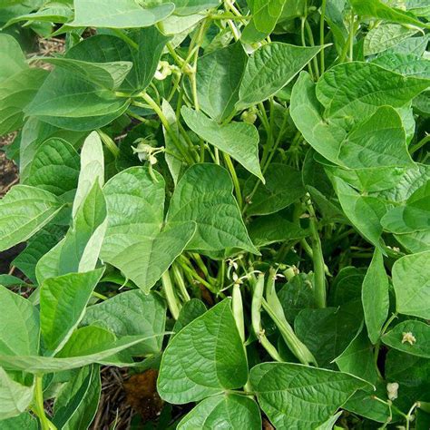 Cluster Bean Guwar Fali – desi legume, summer harvest – myBageecha
