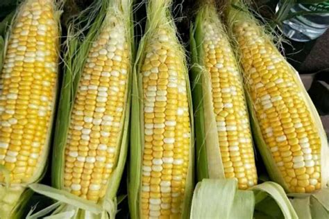 东单119玉米种子简介（东单119品种特征、审定公告）-植物说