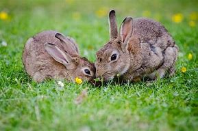 Image result for Holland Lop Rabbit Colors Chart