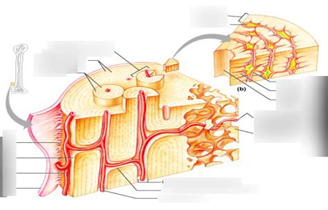 Image result for Compact Bone Structure