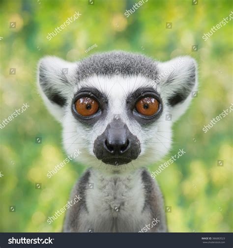 Funny Lemur Face Close Up With Big Eyes Stock Photo 386883523 ...